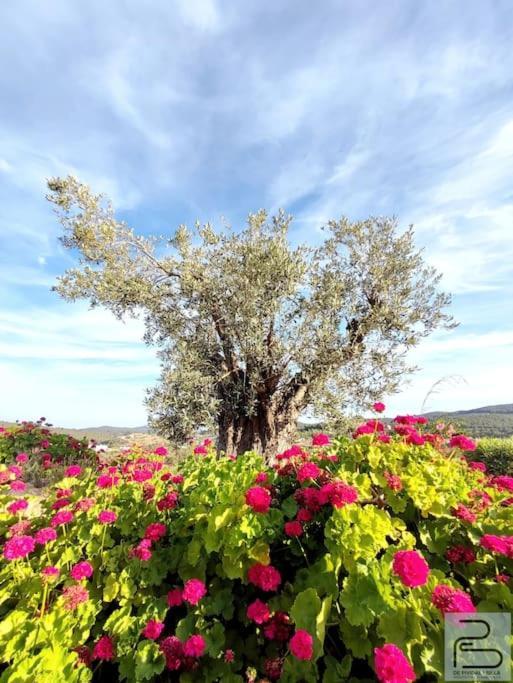 Casa Can Lluc Con Piscina, Jardin Y Vista Al Campo Sant Miquel de Balansat Esterno foto